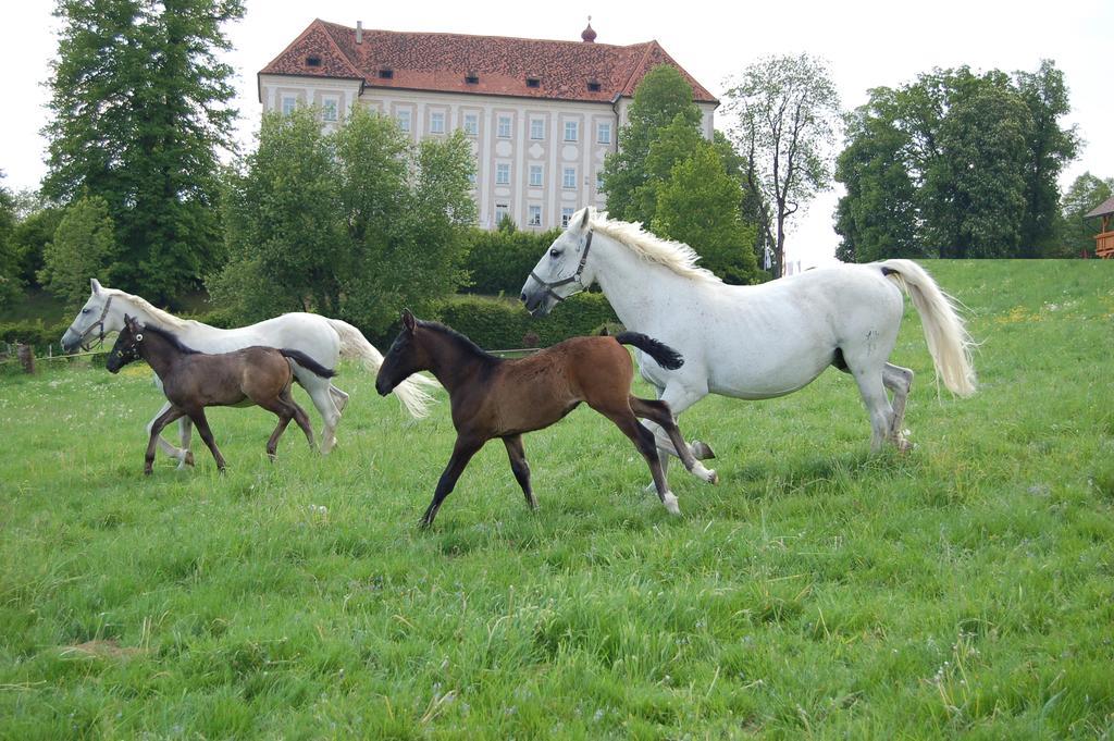 Ferienwohnungen Perhofer Birkfeld Luaran gambar